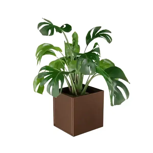 Lineo virágláda XS